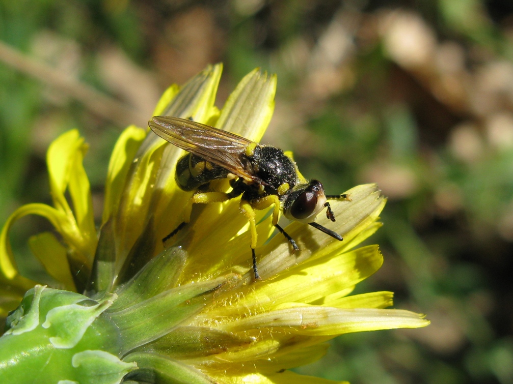 Dittero dalle zampe gialle: Dalmannia sp. (Conopidae)